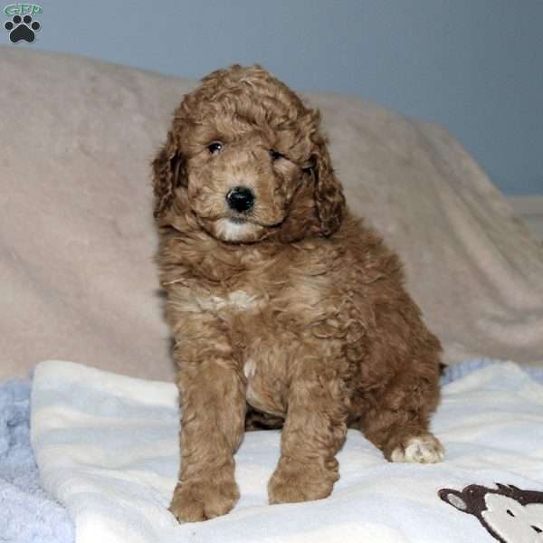 Toby, Miniature Poodle Mix Puppy